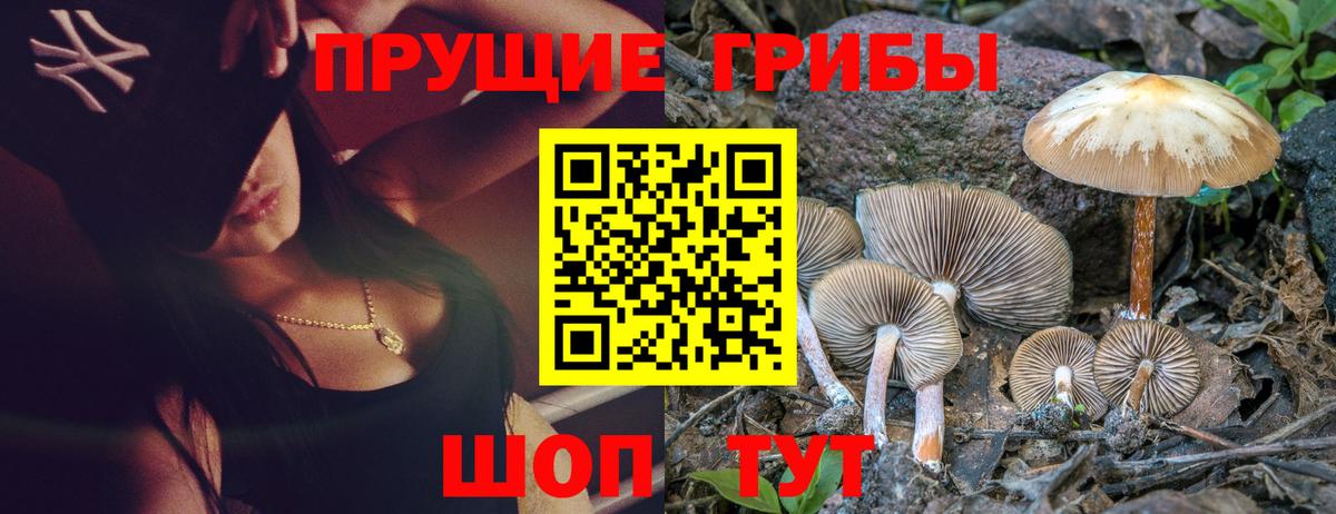 Камышин  Псилоцибиновые грибы Psilocybe  Псилоцибиновые грибы Cubensis  Вход с VPN 